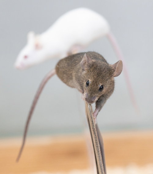 金属の棒をよじ登る白いハツカネズミと茶色のハツカネズミ