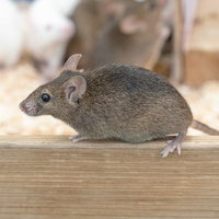 木の台の上に座る茶色いハツカネズミのの写真