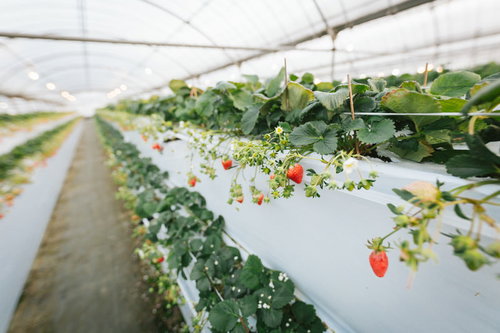 いちご狩りができる観光農園のハウス栽培されたいちごの風景