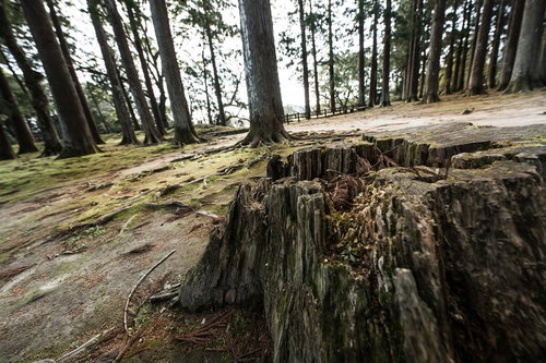 歴史感じる飫肥杉の切り株