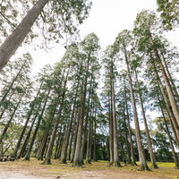 背丈が高い飫肥杉と飫肥城の大門の写真