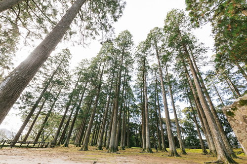 背丈が高い飫肥杉と飫肥城の大門