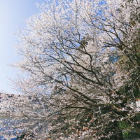宮崎県日南市・飫肥城址に咲き誇る満開の桜の写真