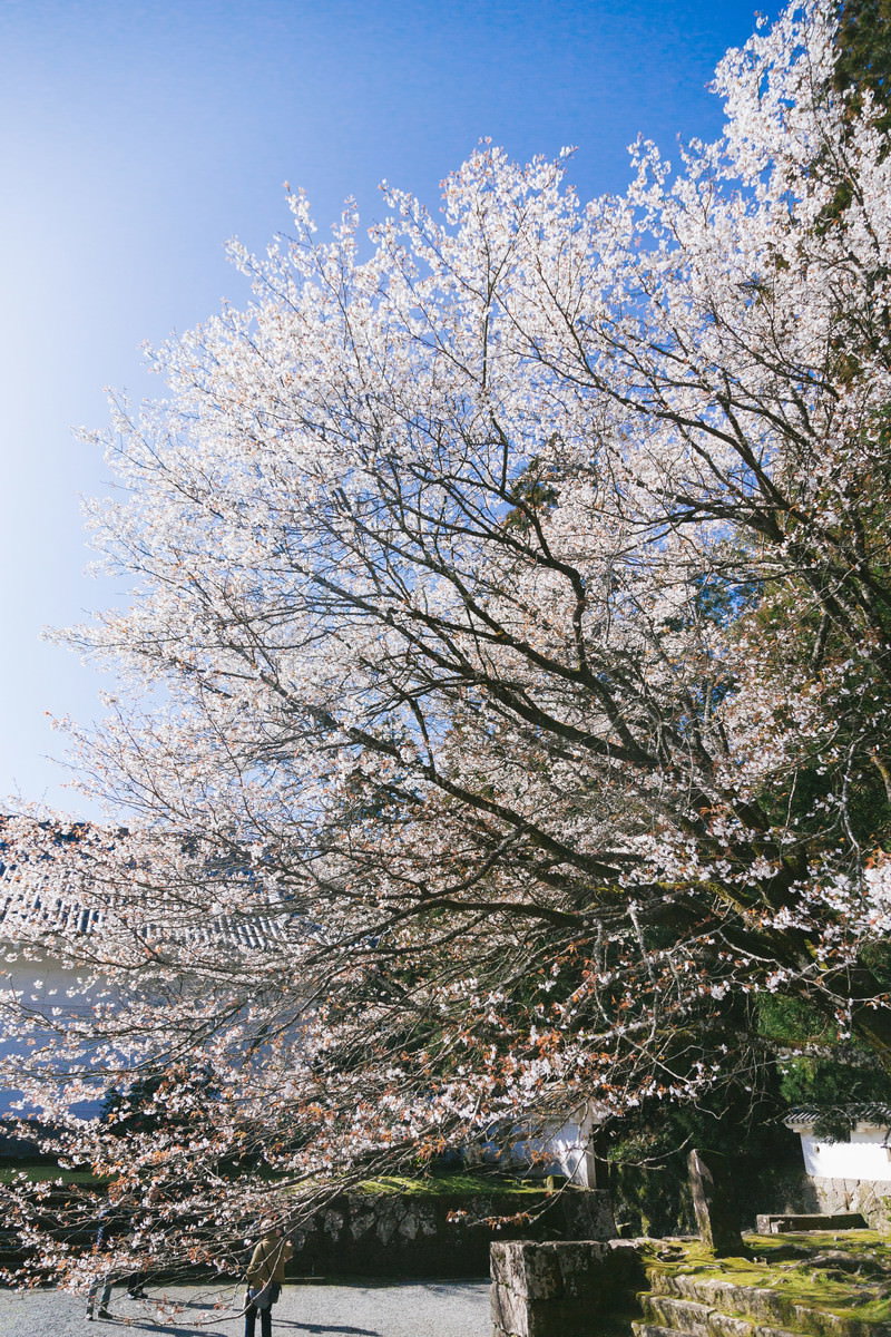 青空の下で満開に咲く飫肥城内の桜並木と石垣