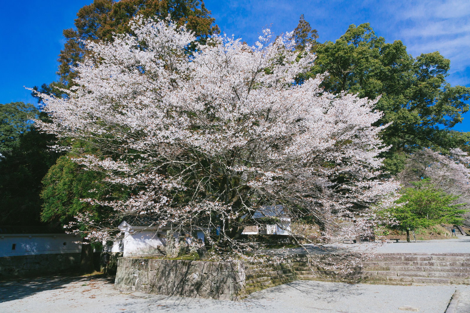 飫肥城の石垣の上で満開に咲き誇る大きな桜の木