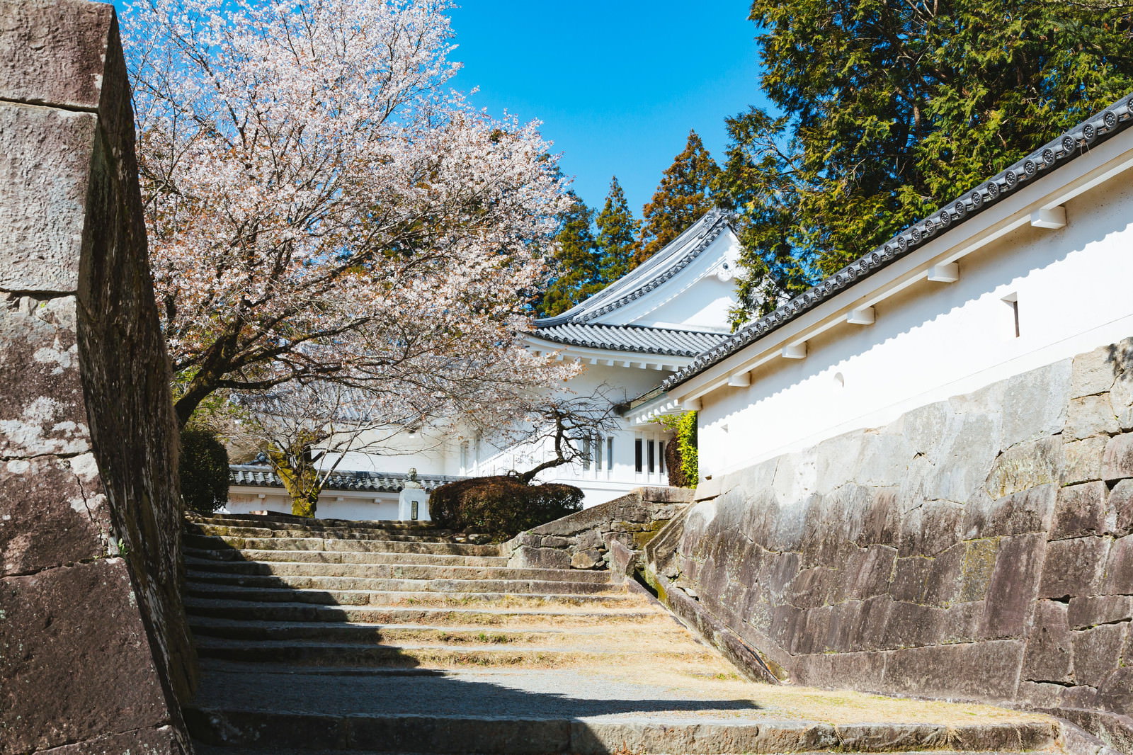 石垣と石段の先に見える飫肥城歴史資料館と満開の桜、青空が広がる春の風景