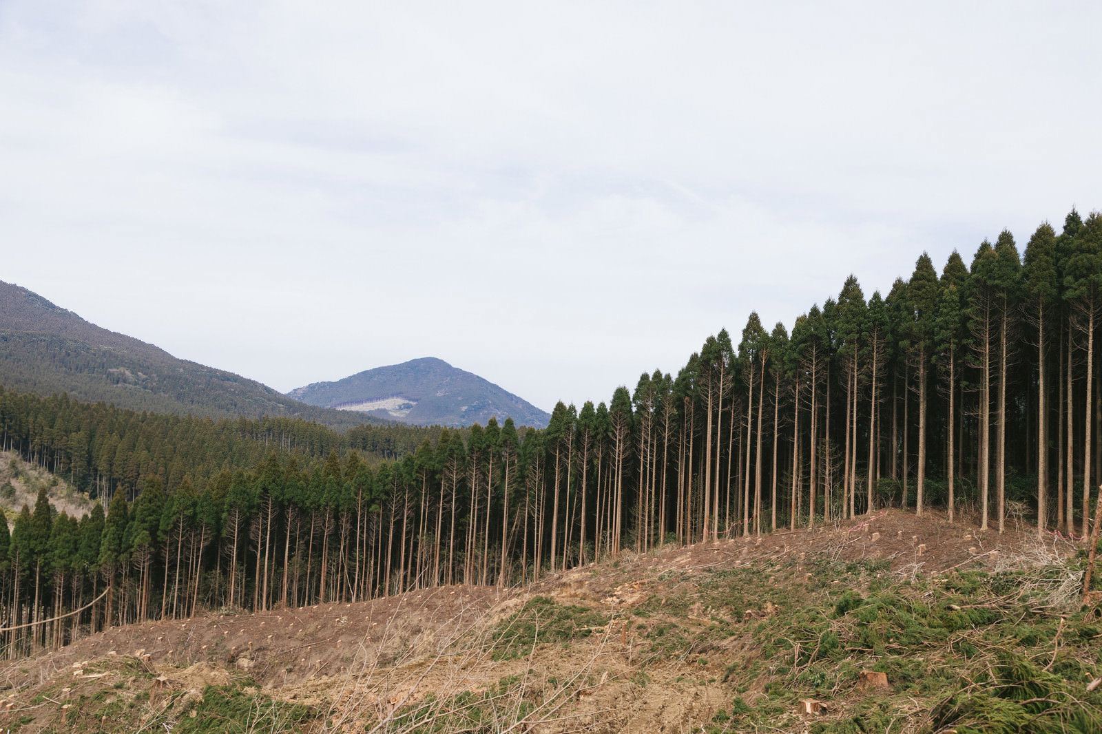 途中まで伐採された飫肥杉の山林で手前は茶色い土地、奥に緑の針葉樹林
