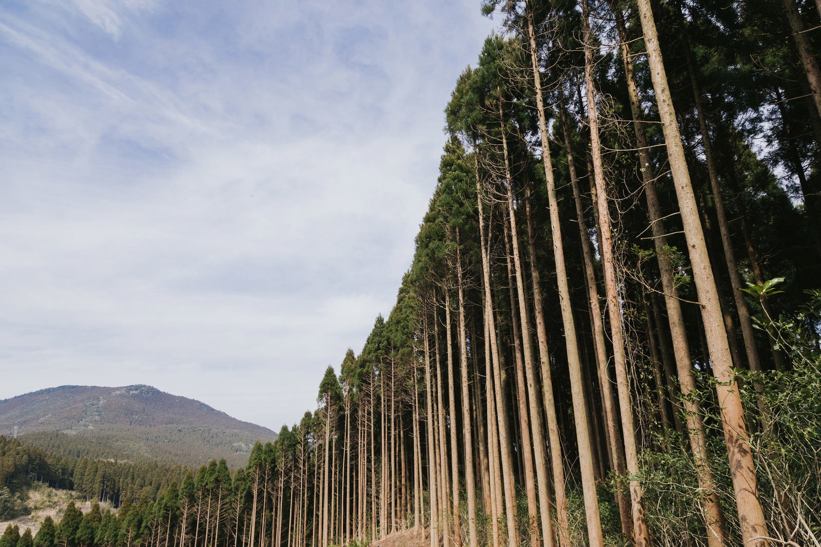 Orderly Obi cedar plantation extending into the distance