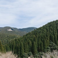 すくすく育つ宮崎の飫肥杉山林と伐採地の林業風景の写真