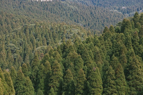 ハウス栽培のいちご、赤い実と未熟な実