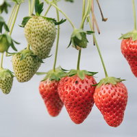 熟した苺と育ち盛りの苺が同じ株に実る日南市の収穫風景の写真