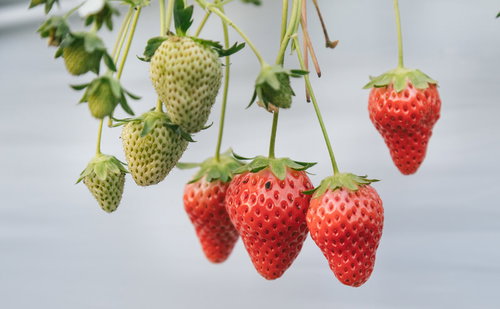 熟した苺と育ち盛りの苺が同じ株に実る日南市の収穫風景