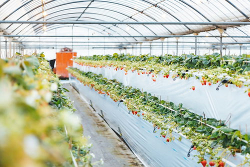 宮崎のいちご狩り農園でハウス栽培のいちごを収穫する観光客