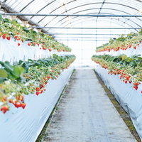 ハウス内で綺麗に実がなるいちご狩り農園の栽培風景の写真