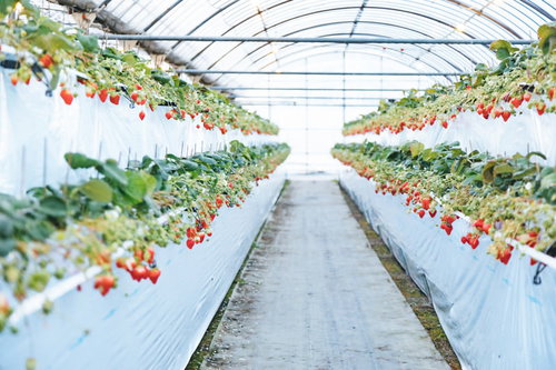 ハウス内で綺麗に実がなるいちご狩り農園の栽培風景