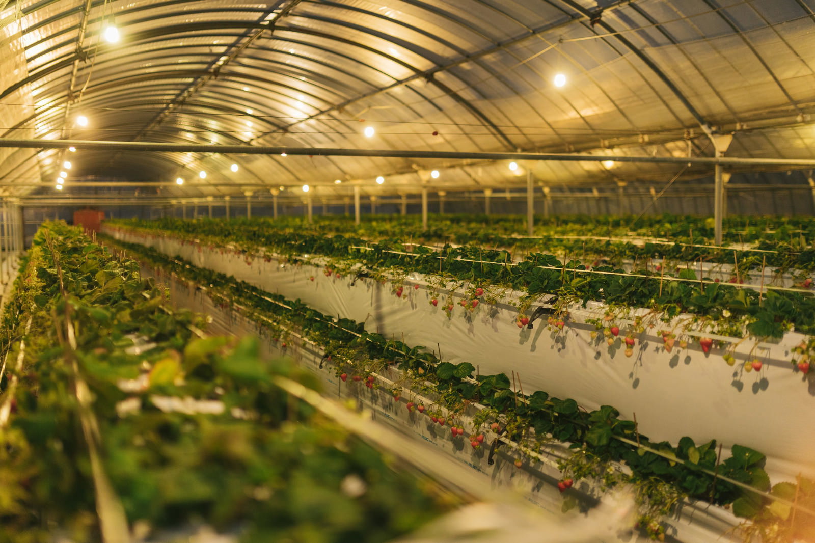 ビニールハウス内で栽培されているいちごの様子