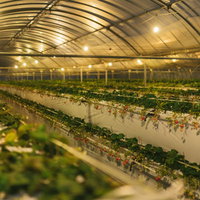 ライトアップに照らされた栽培ハウスのいちごの写真