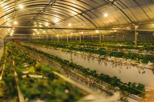 ライトアップに照らされた栽培ハウスのいちご