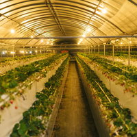 ライトアップした夜のいちご狩りハウス、栽培されるいちごの写真