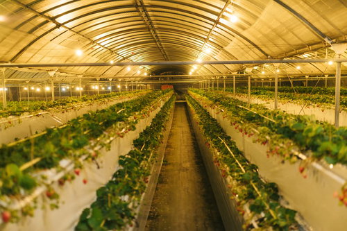 ライトアップした夜のいちご狩りハウス、栽培されるいちご