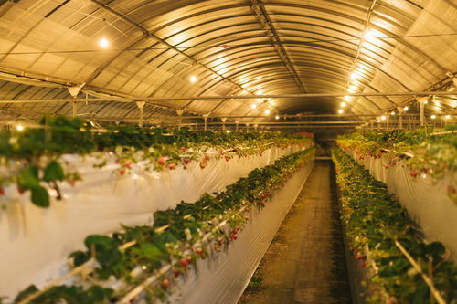 大人のデートにいかが？、夜のいちご狩り