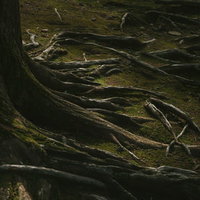 飫肥杉の根元に生い茂る苔と太い根っこ・湿潤な森の自然風景の写真