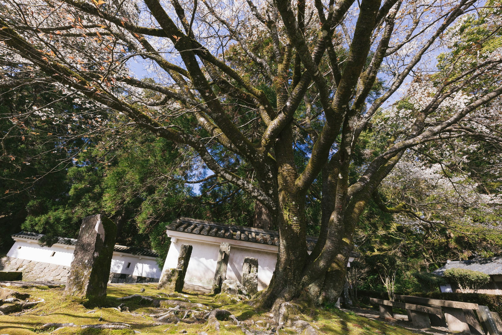 飫肥城の石垣の上に立つ桜の大木を見上げたアングル