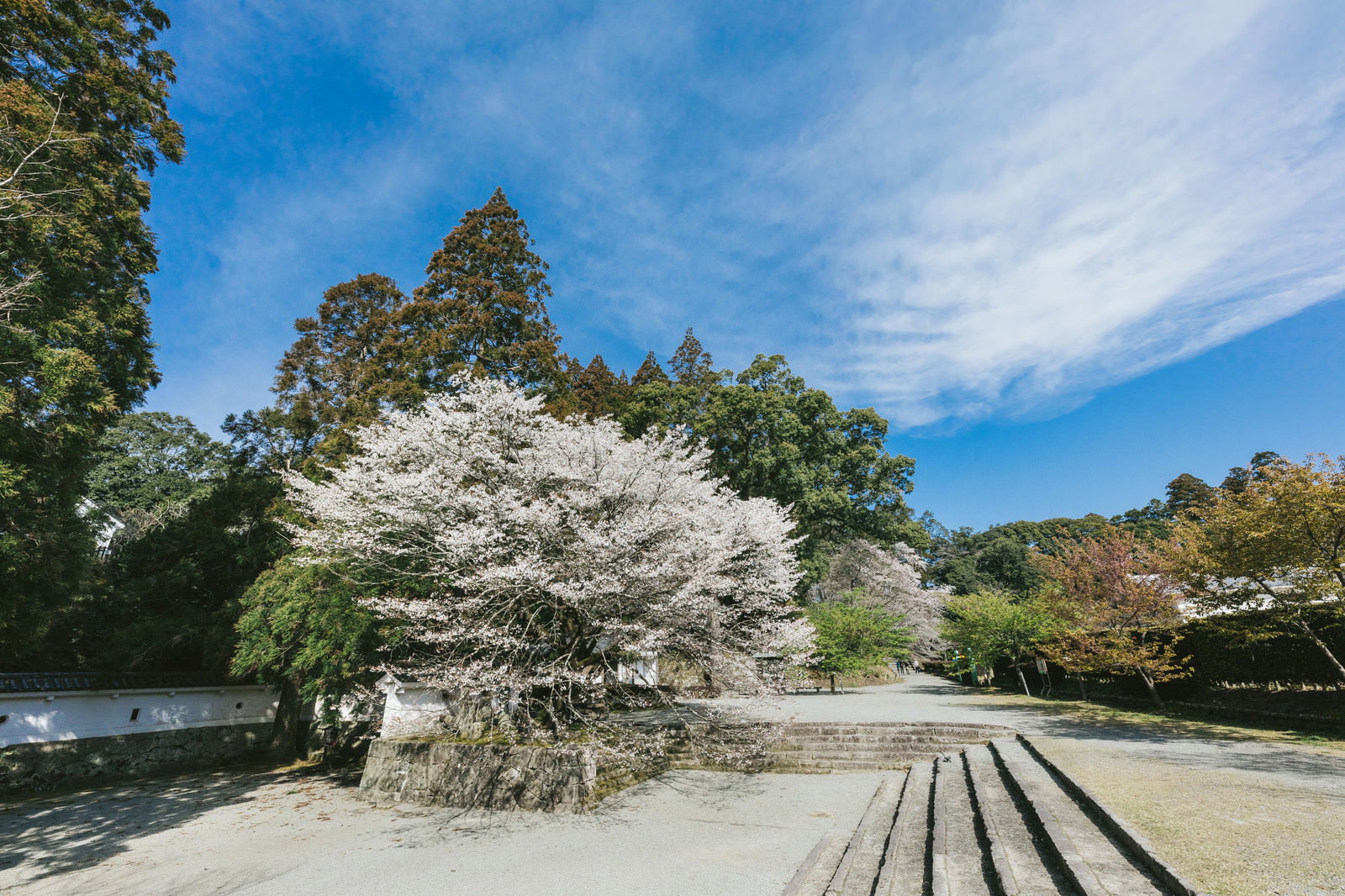 飫肥城跡の石段脇に満開の桜が咲き、青空が広がる春の風景