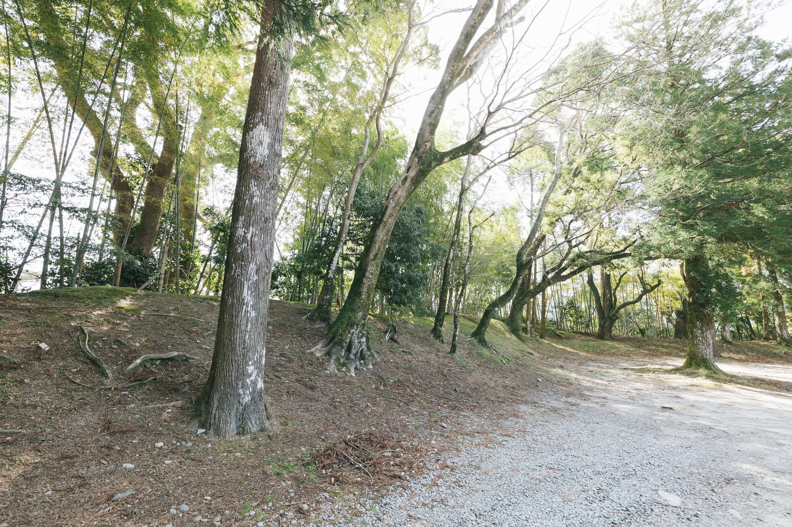 緑の樹木に囲まれた飫肥城の土塁跡と石垣