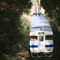 小枝を避けて走る日南線の白い車両 宮崎県のローカル線の写真