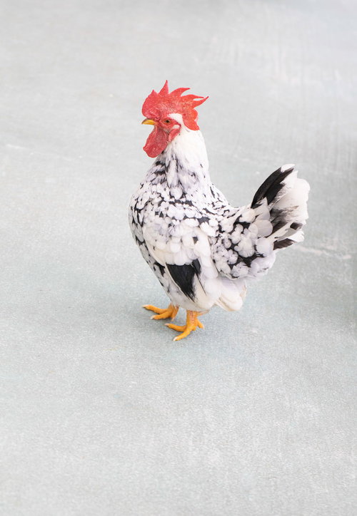 コケコケコケコケー鳴く白い鶏がコンクリートの上で立ち鳴いている