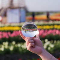直方チューリップフェアを手に持つ水晶玉に映すの写真