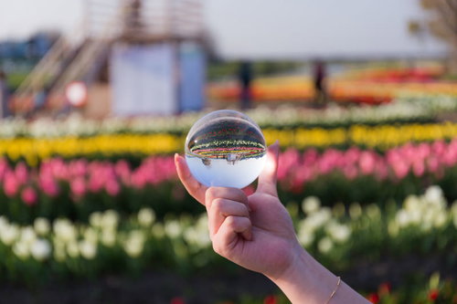 直方チューリップフェアを手に持つ水晶玉に映す