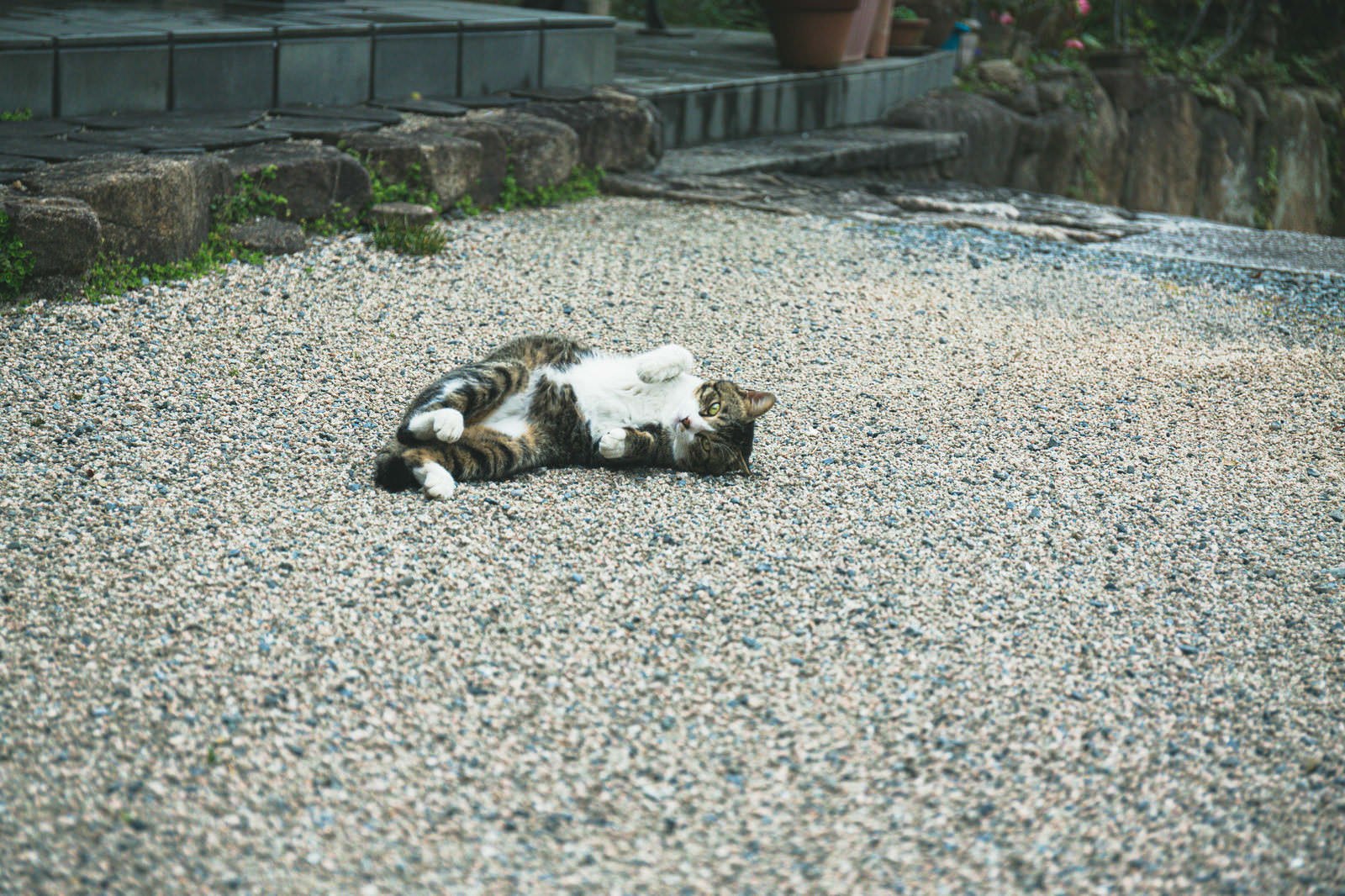 砂利の上で仰向けになって寝転ぶキジトラ白の猫