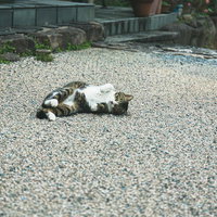 お庭でごろにゃん、砂利の上で寝転ぶかわいい猫ちゃんの写真