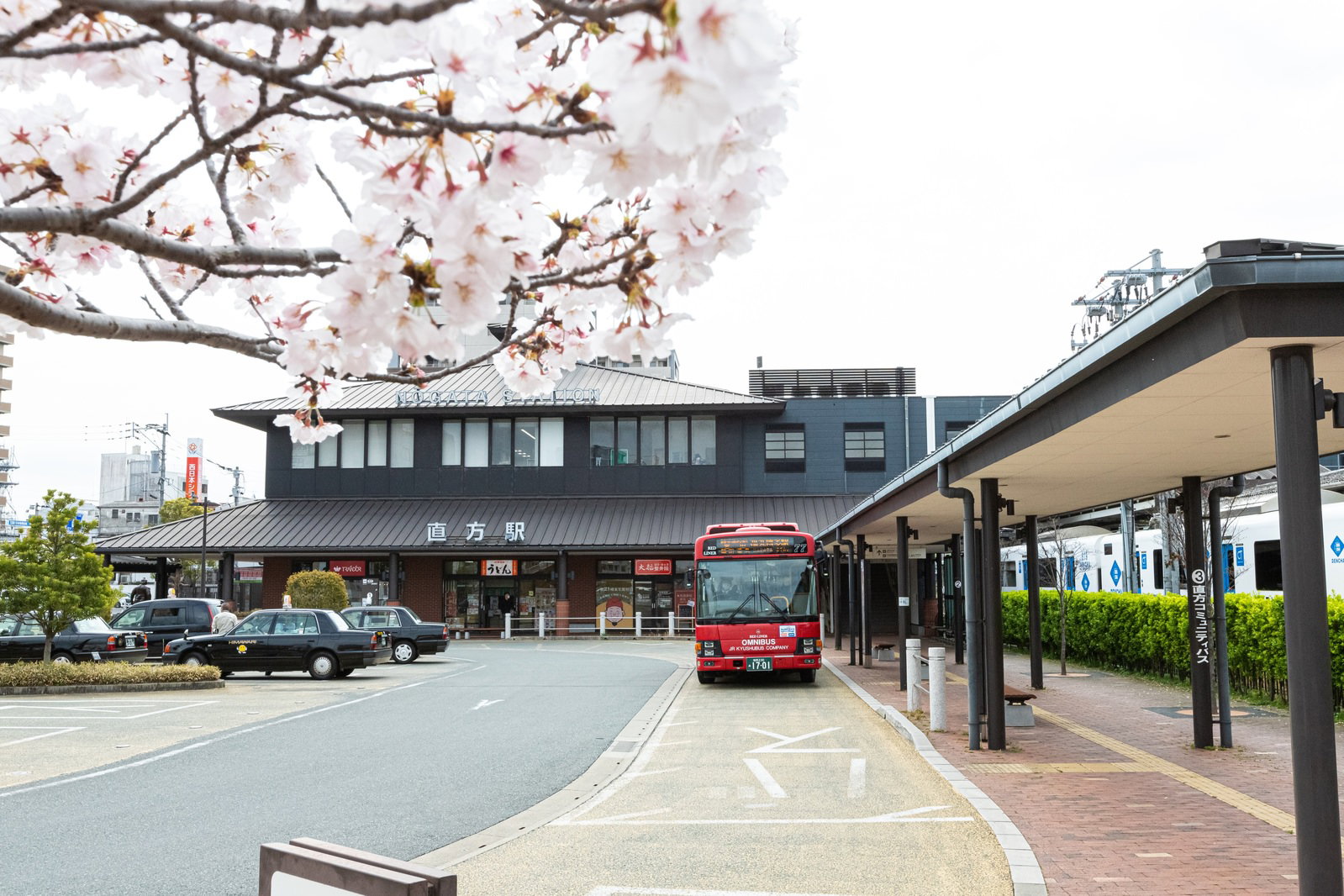 満開の桜が咲く直方駅前の風景、駅舎とバスロータリーが見える