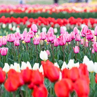 満開のチューリップの花壇の写真