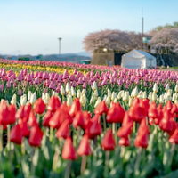 開花を待つ直方市のチューリップ畑の春景色の写真