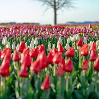 色ごとに列をなすチューリップ畑の春景色 赤白紫の花が波状に広がるの写真