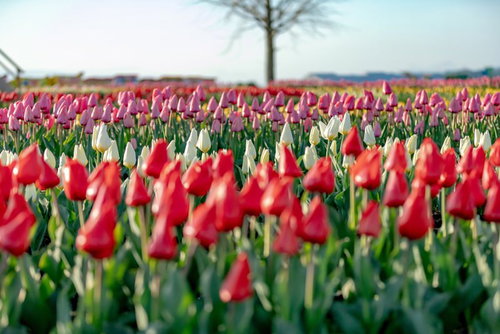 色ごとに列をなすチューリップ畑の春景色 赤白紫の花が波状に広がる