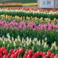 赤白黄ピンクに彩られるカラフルなチューリップの層の写真
