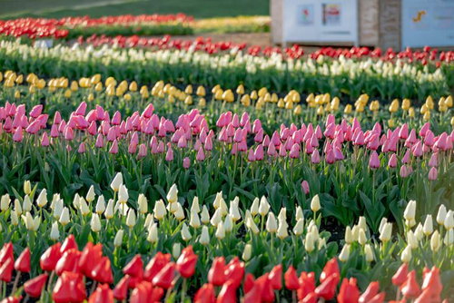 赤白黄ピンクに彩られるカラフルなチューリップの層