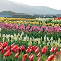 一際目を引くピンク色のチューリップが咲く広大な花畑の写真