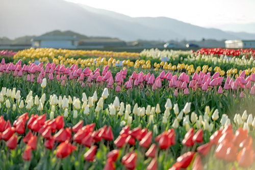 一際目を引くピンク色のチューリップが咲く広大な花畑