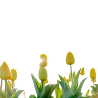 開花間近い黄色いチューリップの蕾と茎葉、春の花壇の写真