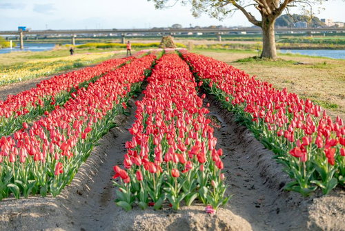 赤色チューリップが満開のチューリップ畑で見学者が散策する春の風景