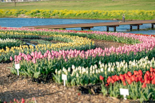 春の直方市・弧を描くチューリップ畑と川沿いの木製橋