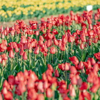 赤いチューリップが咲き乱れるチューリップ畑の写真
