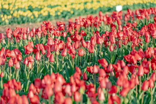 赤いチューリップが咲き乱れるチューリップ畑