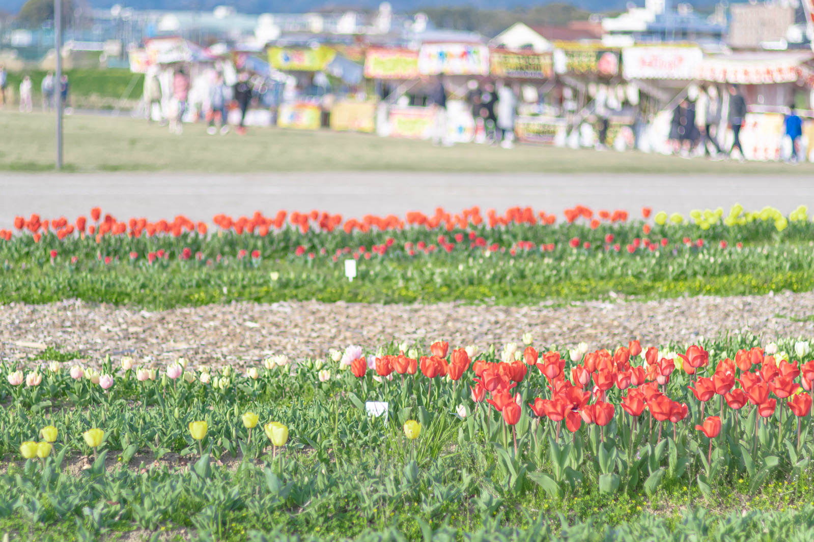 緑の芝生に赤いチューリップが列をなして咲く花壇